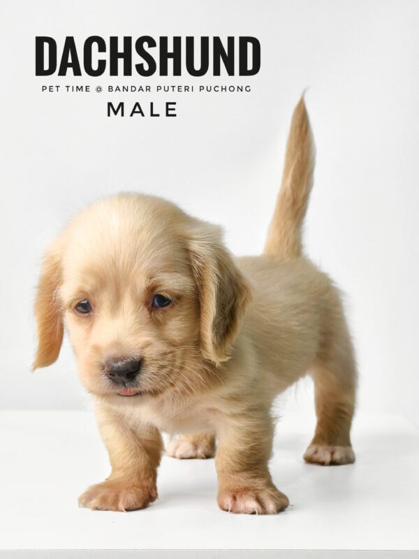 Pet shop sell Dachshund