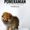 Pomeranian for Sale in Malaysia