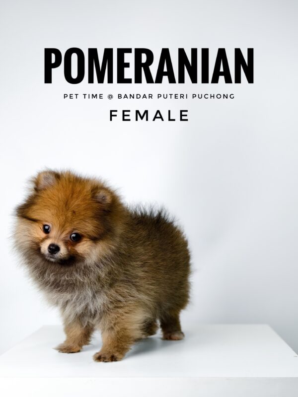 Pomeranian for Sale in Malaysia