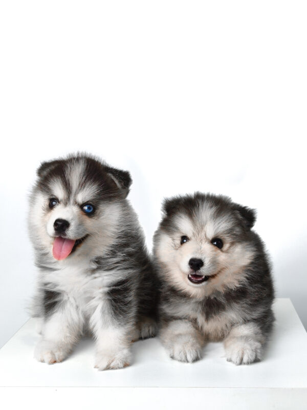 Pomsky for Sale in Malaysia