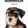 Schnauzer for Sale in Malaysia