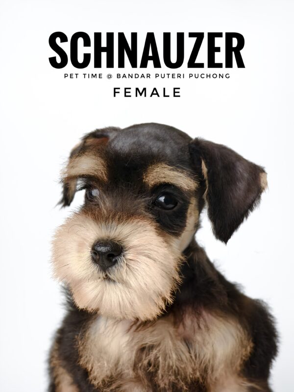 Schnauzer for Sale in Malaysia