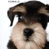 Schnauzer for Sale in Malaysia
