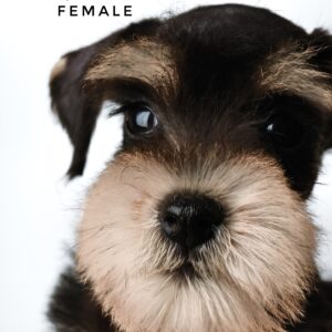 Schnauzer for Sale in Malaysia