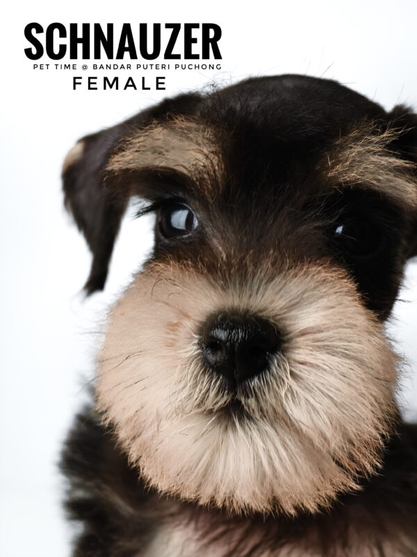 Schnauzer for Sale in Malaysia