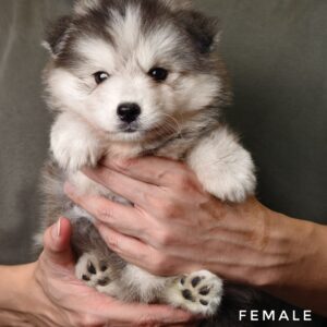 Pomsky for Sale in Malaysia