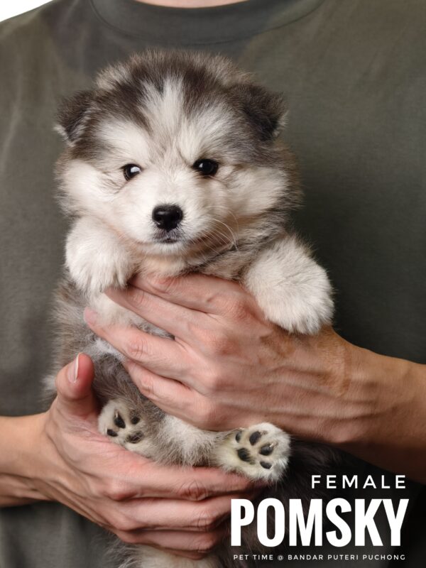 Pomsky for Sale in Malaysia