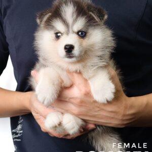 Pomsky for Sale in Malaysia