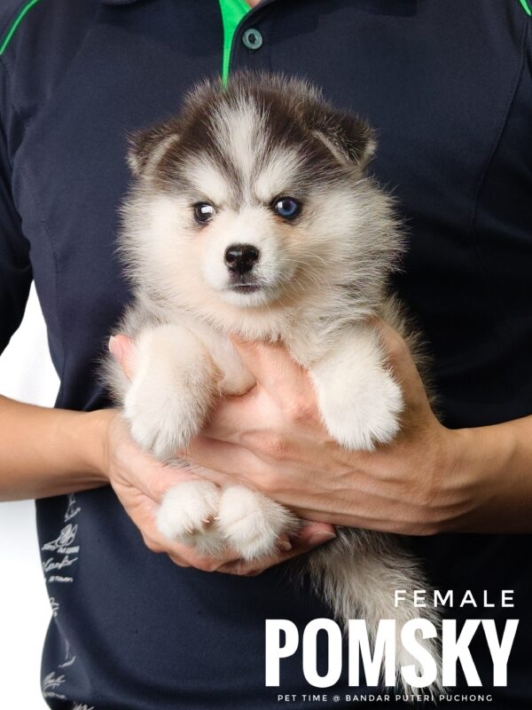 Pomsky for Sale in Malaysia