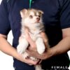 Pomsky for Sale in Malaysia