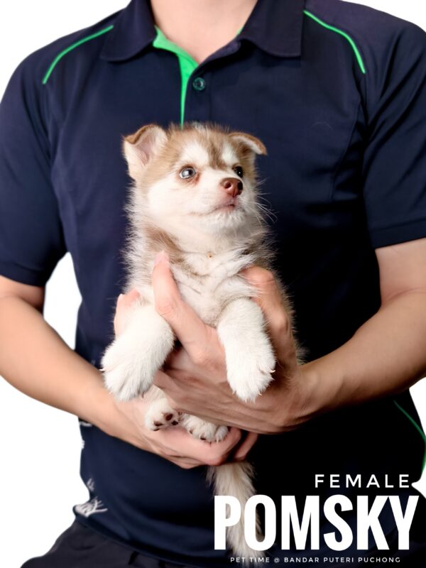Pomsky for Sale in Malaysia