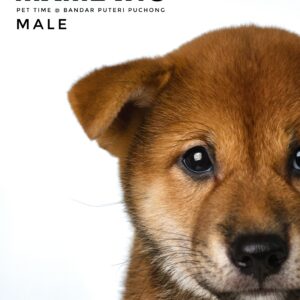 Mame Inu for Sale in Malaysia