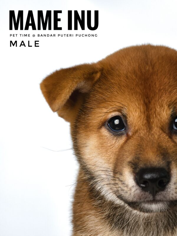 Mame Inu for Sale in Malaysia