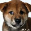 Mame Inu for Sale in Malaysia