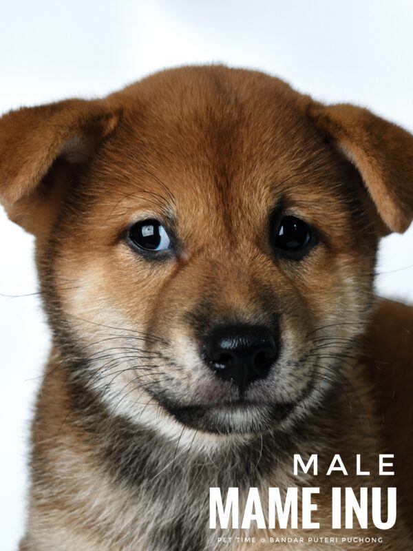 Mame Inu for Sale in Malaysia