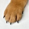 Mame Inu for Sale in Malaysia