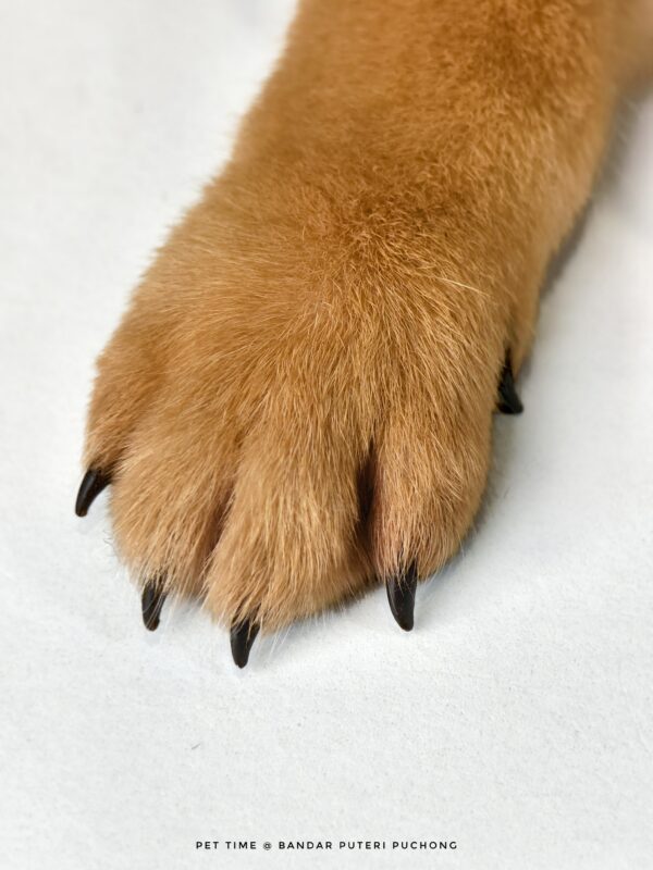Mame Inu for Sale in Malaysia