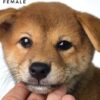 Mame Inu for Sale in Malaysia
