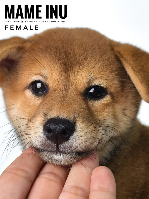 Mame Inu for Sale in Malaysia