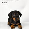 Dachshund for Sale in Malaysias