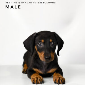 Dachshund for Sale in Malaysias