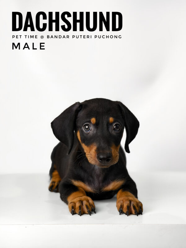 Dachshund for Sale in Malaysias