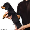 Dachshund for Sale in Malaysia