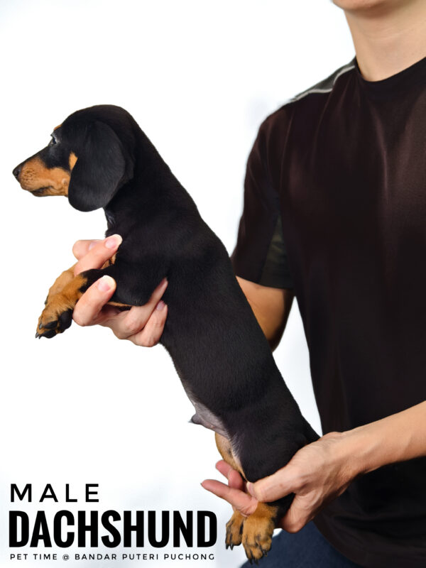 Dachshund for Sale in Malaysia