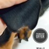 Dachshund for Sale in Malaysia