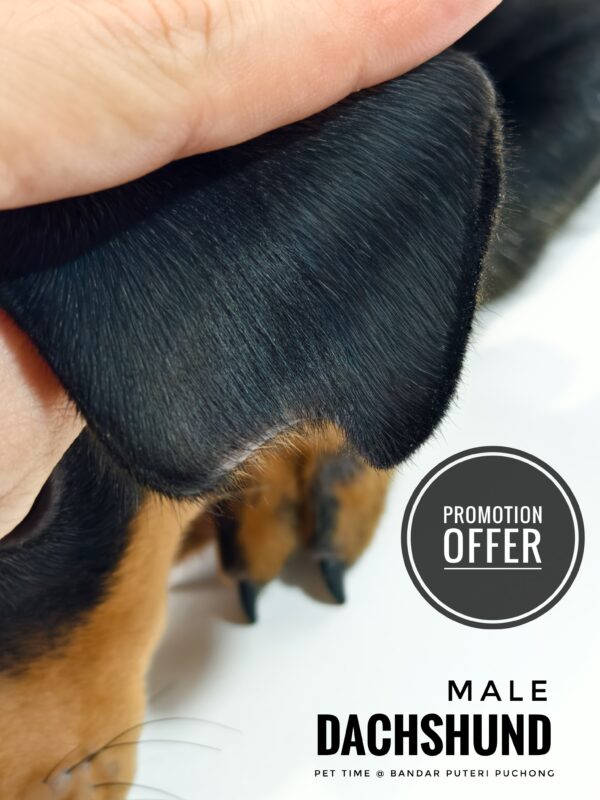 Dachshund for Sale in Malaysia