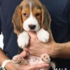 Pet shop sell Dachshund