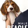 Pet shop sell Dachshund