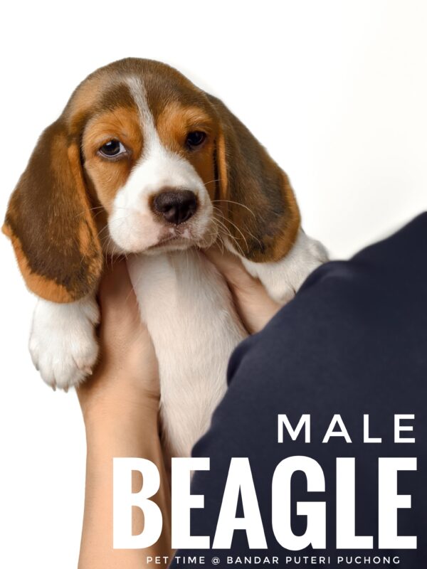 Pet shop sell Dachshund