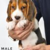 Pet shop sell Dachshund