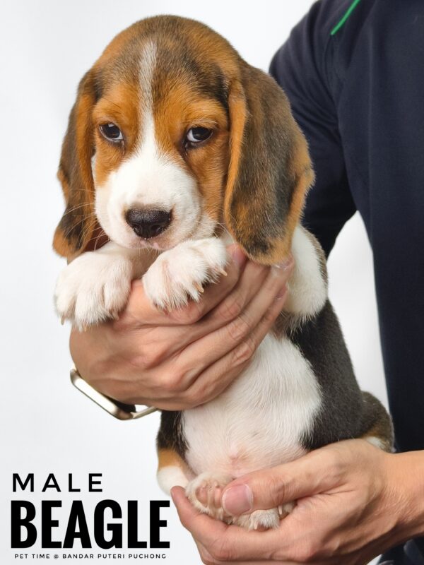 Pet shop sell Dachshund