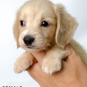 Pet shop sell Dachshund