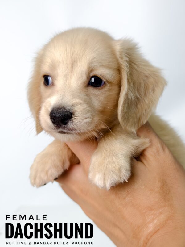 Pet shop sell Dachshund