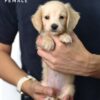 Pet shop sell Dachshund