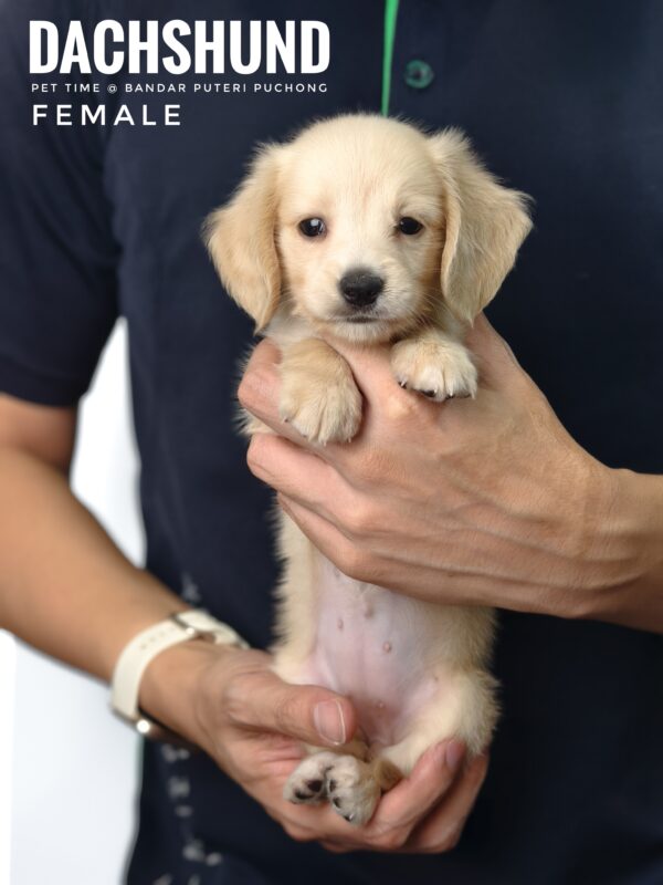 Pet shop sell Dachshund