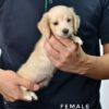Pet shop sell Dachshund
