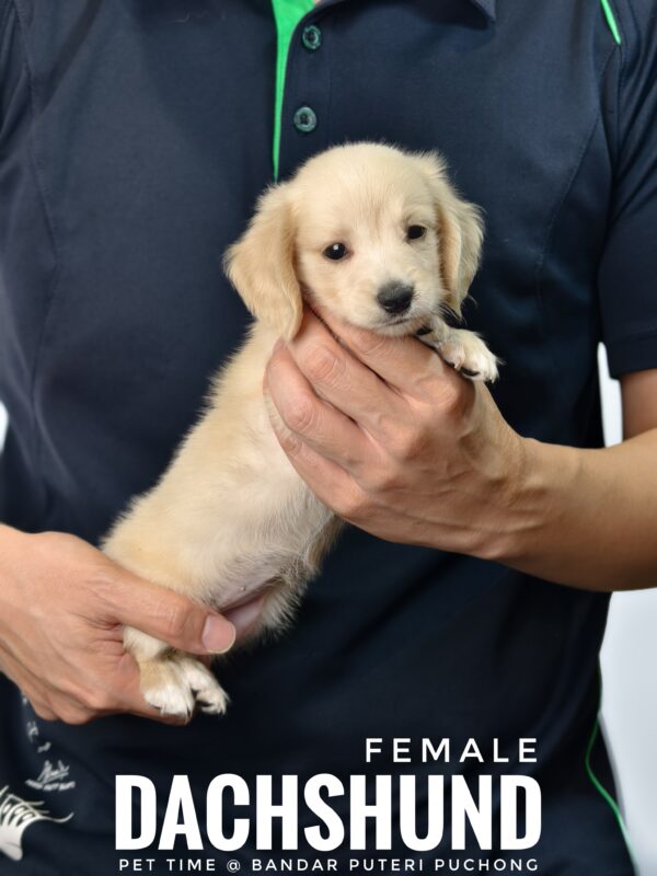 Pet shop sell Dachshund