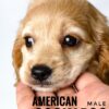 Pet shop sell american cockapoo