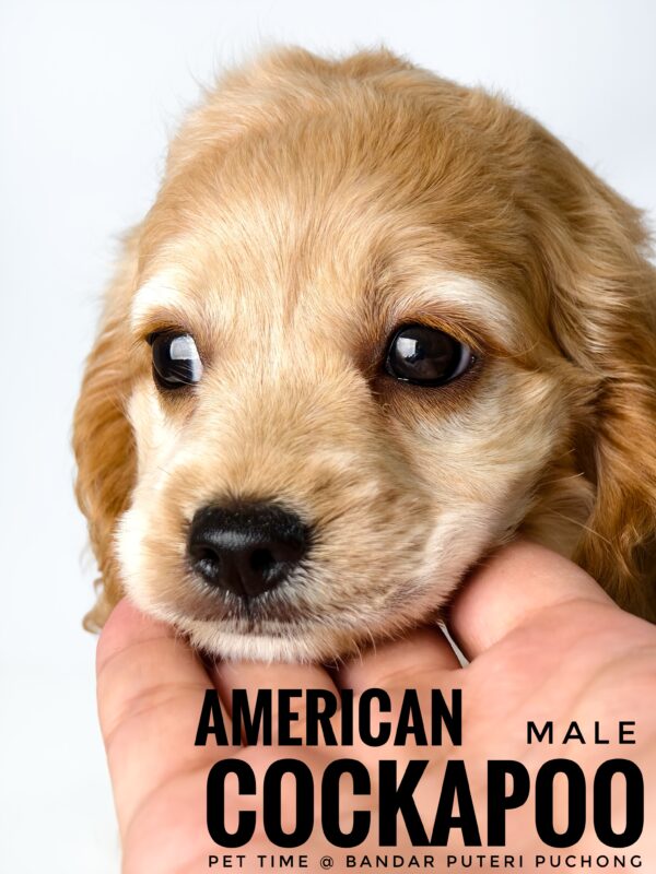 Pet shop sell american cockapoo