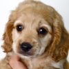 Pet shop sell american cockapoo