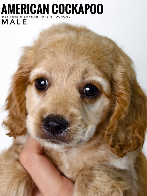 Pet shop sell american cockapoo