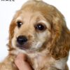 Pet shop sell american cockapoo