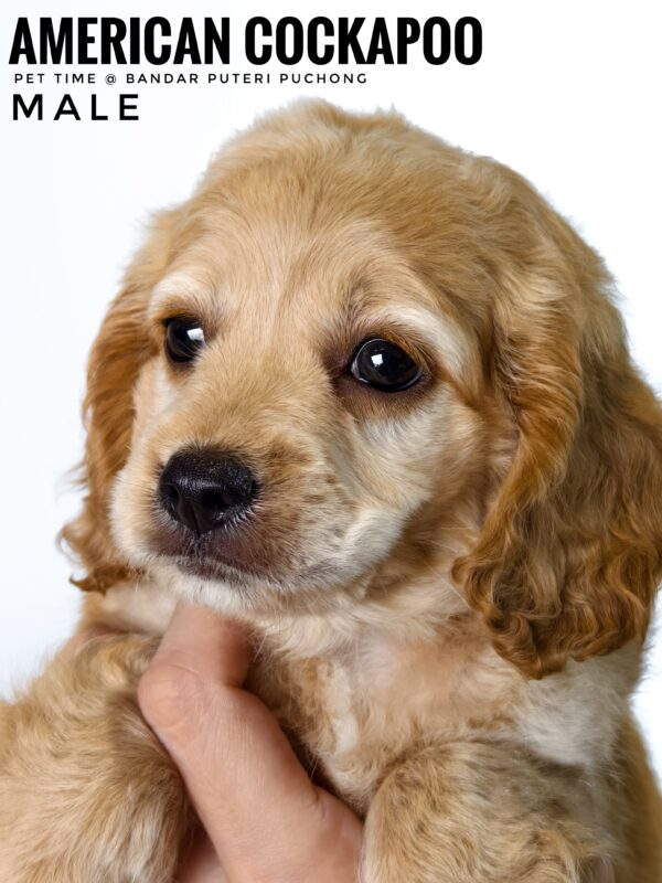 Pet shop sell american cockapoo