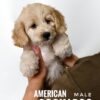 Pet shop sell american cockapoo