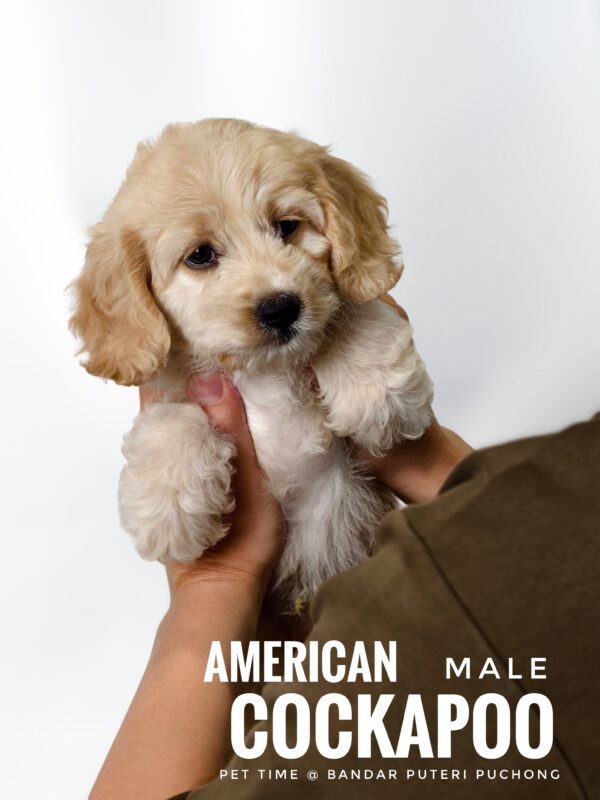 Pet shop sell american cockapoo