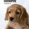 Pet shop sell american cockapoo